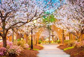 Tevens zijn wij de berkat specialist. Laeacco Spring Park Cherry Blossoms Scenic Photography Backgrounds Customized Photographic Backdrops For Photo Studio Photographic Backdrops Backdrops For Photosphotography Background Aliexpress