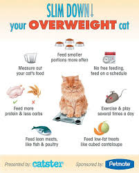 Slim Down Your Overweight Cat Cat Health Cat Health Problems Cat Health Care