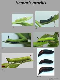 Image result for Laggera gracilis
