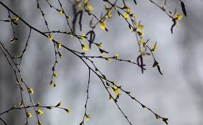 Maybe you would like to learn more about one of these? January Jobs In The Garden Melcourt