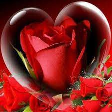 Pin By Mercedes Grencho On Corazones Y Amor Love Rose Flower Hearts And Roses Beautiful Rose Flowers