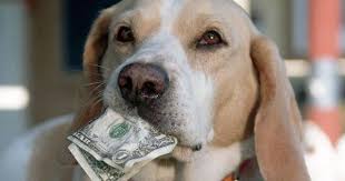 Dog Eats Cash Man Makes Stink And Treasury Pays Up Dogs Man And Dog Pets
