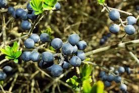 Image result for Ligustrum obtusifolium