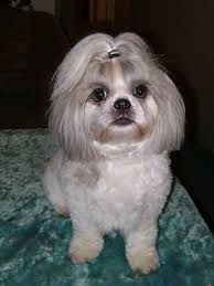 Shih Tzu Hairstyles Picture So Feminine Pretty Shih Tzu Haircuts Shih Tzu Grooming Shih Tzu