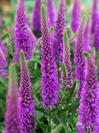 Check spelling or type a new query. Veronica Purpleicious Bluestone Perennials