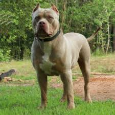 We offer a wide variety of color with our dogs including brindle, red, blue, silver, blue brindle, black, champagne, and white. World Renowned American Bully Pit Bull Breeder Pitbull Puppies American Bully Pit Bull Puppies For Sale Lilac American Pitbull Xl