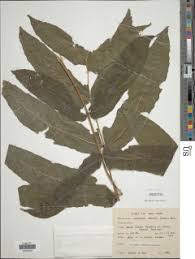 Image result for Blotiella currorii