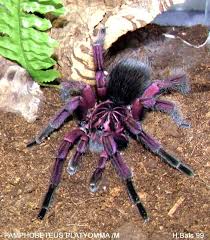 What A Beauty I Would Love To Own A Chilean Rose But This One May Be One Of The Wild Ones Spider Tarantula Arachnids