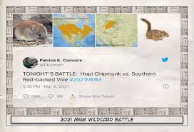 Monito del monte/ colocolo opossum. March Mammal Madness 2021 Archives Page 2 Of 3 Beyond Tannhauser Gate