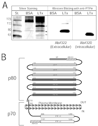 107 din constituţia româniei şi ale art. Protein Tyrosine Phosphatase S Is A Novel Member Of The Functional Family Of A Latrotoxin Receptors Journal Of Biological Chemistry