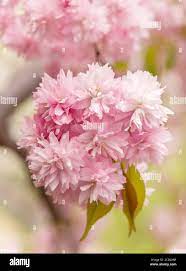 Background of blossom of sukara; bunch of the sakura flowers Stock Photo -  Alamy