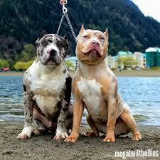 Merle Pitbulls Bully Dog Dogs Pitbull Puppies