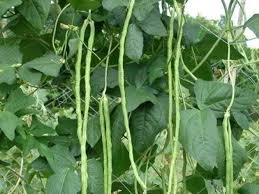 Check labels for growth characteristics of specific cultivars and space rows so the. Pole Sitaw Production Guide