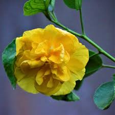 The genus is quite large, comprising several hundred species that are native to warm temperate. Yellow Double Hibiscus Plant Nestreeo Com