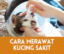Cara ini bisa mencegah kucing buang kotoran sembarangan di halaman. 3 Cara Merawat Kucing Sakit Di Rumah 2021 Semuanya Tentang Kucing