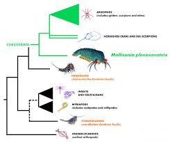 Half A Billion Year Old Tiny Predator Unveils The Rise Of Scorpions And Spiders Eurekalert Science News