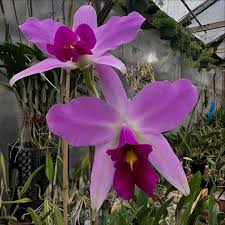 Image result for Xyris anceps