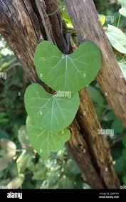 Image result for Cissampelos torulosa