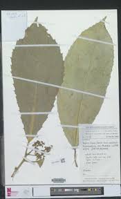 Image result for Rinorea ilicifolia