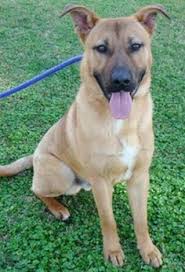 Click on a dog to find out more about them and check out our new virtual adoption events every saturday at 12 noon on facebook and. 40 Bay Area Dog Rescue Ideas Dogs Rescue Dogs Rescue