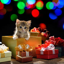 Download, share or upload your own one! 6 Christmas Safety Tips For Cat Owners Catster