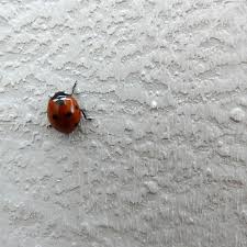 How To Get Rid Of Ladybugs This Old House