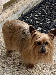 At advanced petcare of oakland, you can be sure your pet is in good hands. Advanced Veterinary Care Of Plano 13 Photos 45 Reviews Veterinarians 3013 W Spring Creek Pkwy Plano Tx United States Phone Number
