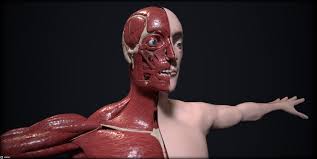 Skeletal muscle which is connected to bone and helps with voluntary movement, smooth muscle which is found inside organs the reproductive system allows humans to reproduce. Filip Cubrilo Human Anatomy Male