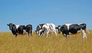De evolução bastante rápida após o surgimento dos . O Mal Da Vaca Louca Grupo Escolar