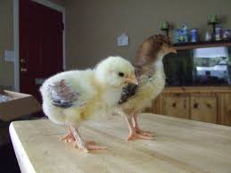 You bet these roosters crow. Sexing Chicks Faverolle Backyard Chickens Learn How To Raise Chickens