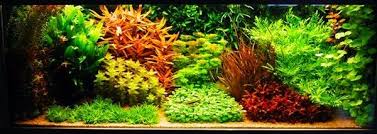 Hobi Dengan Aquascape Nano Akuarium Planted Aquarium Aquascaping Menanam