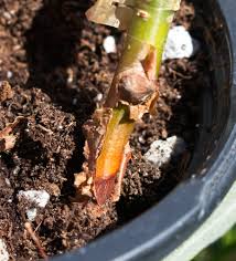 Image result for Commiphora pteleifolia