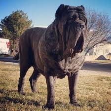 American Molossus Old World Euphrates Owned By Dark Mountain Molossus Mastiff Dog Breeds Dark Mountains Mastiff Dogs