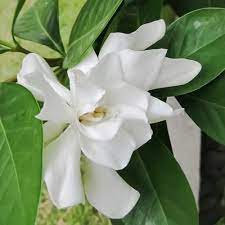 Frost Proof Gardenia Shrub Gardenia Shrub Fragrant Plant Gardenia