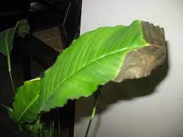 When you give the plant too little water, the leaf tips may turn brown. Peace Lily Leaf Tips Are Brown