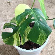 So, if you're looking to expand your monstera collection, here's a good place to start. Monstera Tropical And Variegated Plants By Cafe De Higos Facebook