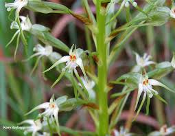 Image result for Habenaria nyikana
