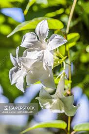 Image result for dipladenie suaveolens obrázek