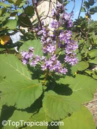 Image result for Wigandia urens