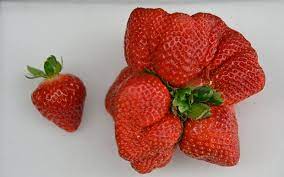 Maybe you would like to learn more about one of these? Giant Strawberry In Japan Breaks The Uk S World Record