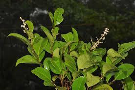 Image result for Homalium