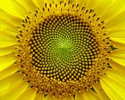 Fotos de plantas geométricas para los amantes de la simetría - Cultura Inquieta