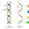 Worksheet on dna, rna, and protein synthesis. 1
