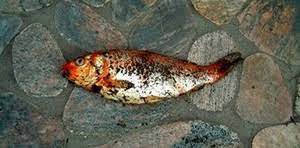 Mimpi itu menunjukkan bahwa anda akan kehilangan kesempatan untuk mewujudkannya. Mimpi Tentang Ikan Hidup Dan Mati Ikan Mati Hidup