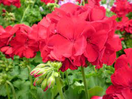 Love The Smell Of Geraniums Growing Geraniums Geranium Flower Geraniums