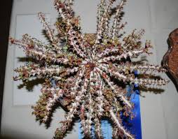 Image result for Euphorbia fanshawei