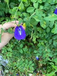 Image result for Clitoria ternatea