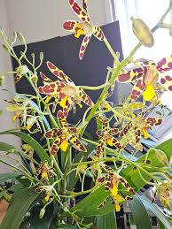 Image result for Aeranthes africana