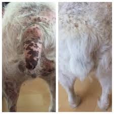 Signs of hypothyroidism include hair loss, usually on your dog's trunk, back of the rear legs, and tail. Poppy Recovers So Well From Hypothyroidism