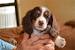 Long Hair Isabella Piebald Dachshund